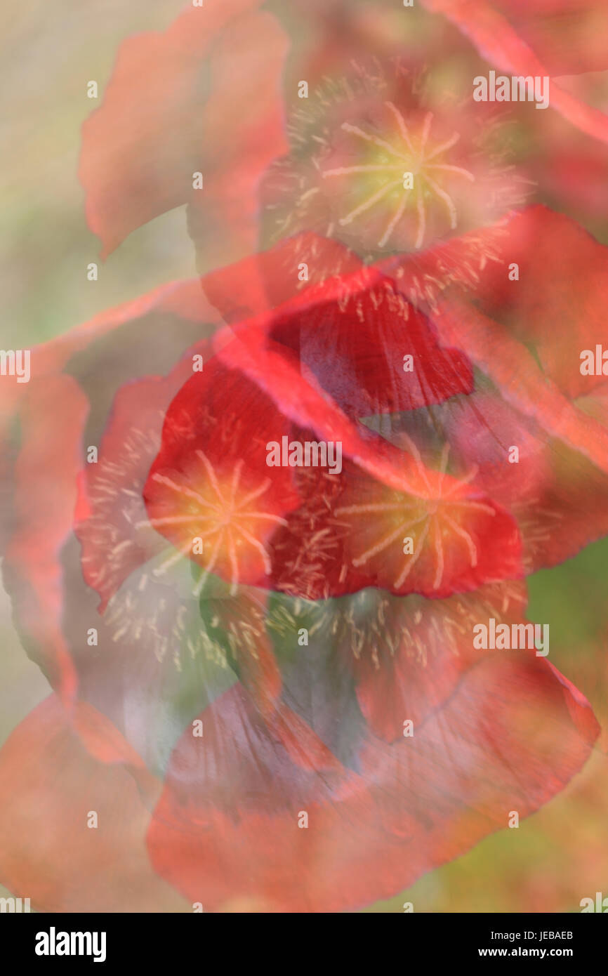 Mehrfachbelichtungen von roten Mohn Blumen Stockfoto