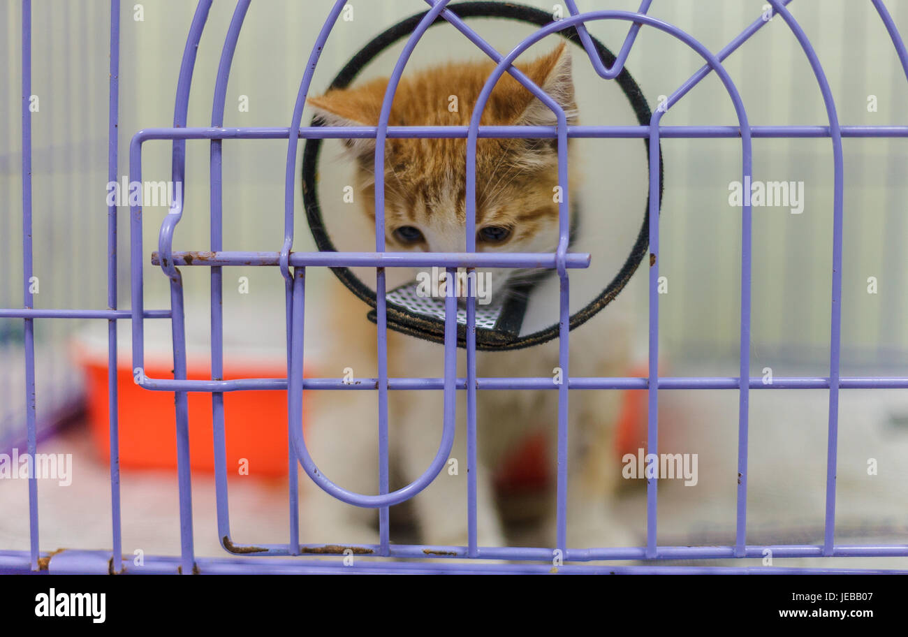 Kranke Katze-Kragen mit einem traurigen Gesichtsausdruck. Stockfoto