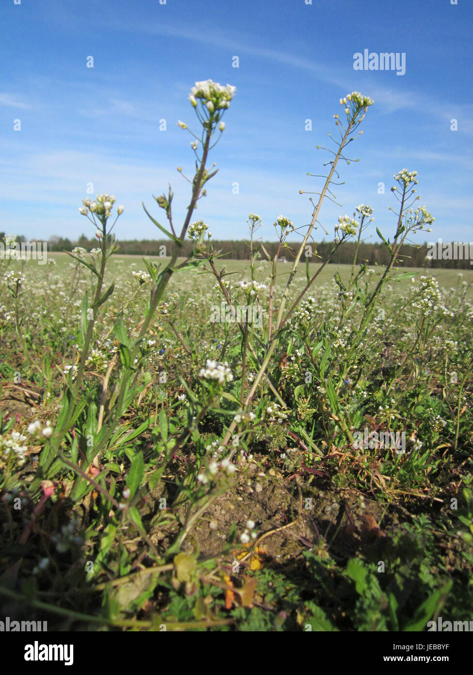 Hirtentaeschel in Altlussheim ist ein kleines, malerisches Dorf in Deutschland, das für seinen historischen Charme und seine natürliche Schönheit bekannt ist. Die Gegend ist von üppigen grünen Feldern und sanften Hügeln umgeben, was sie zu einem beliebten Ort für Besucher und einheimische Fotografen macht. Stockfoto