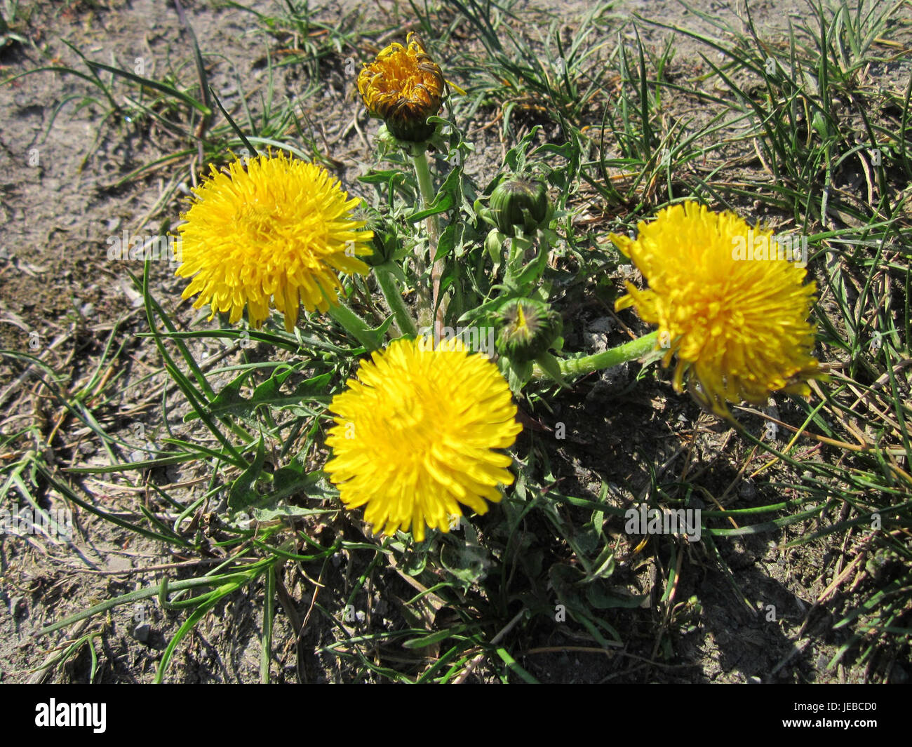 Dieses Foto, aufgenommen am 24. April 2013, zeigt eine Nahaufnahme einer Löwenzahn-Blume in Hockenheim. Der Löwenzahn ist bekannt für seine hellgelben Blütenblätter und ist eine häufige Pflanze, die auf Rasenflächen, Feldern und Wiesen zu finden ist und oft als Symbol für Widerstandsfähigkeit und Anpassungsfähigkeit in der Natur gilt. Stockfoto