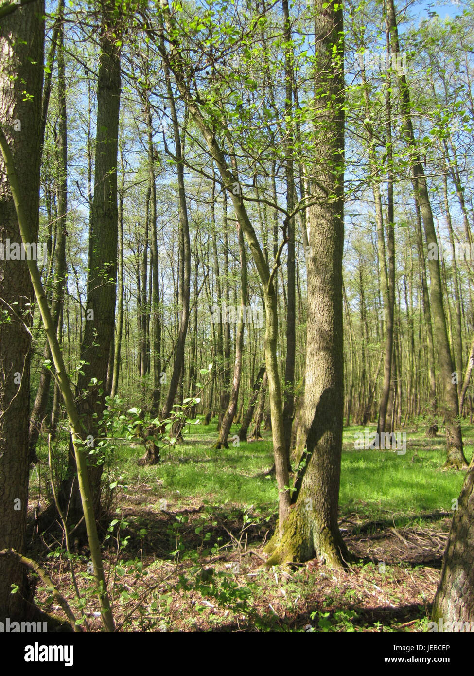 Ein Foto von Marlach, aufgenommen am 25. April 2013, das die landschaftliche Schönheit dieses ländlichen Ortes einfängt. Bekannt für seine natürliche Landschaft und seine ruhige Umgebung, ist es eine ruhige Gegend in Deutschland. Stockfoto