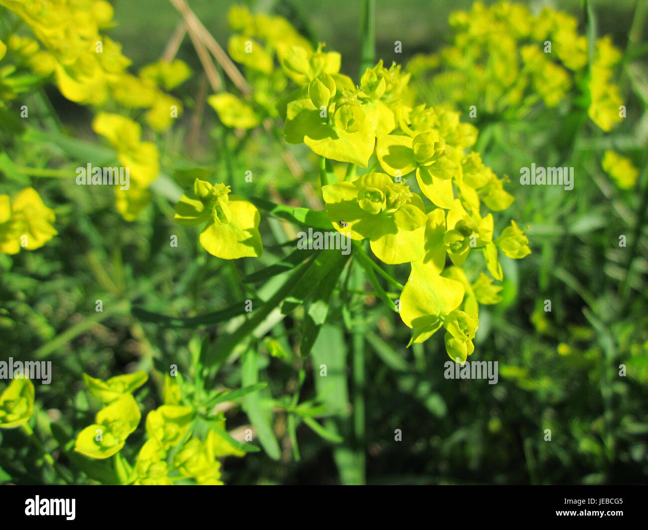 Wolfsmilch oder Euphorbia ist eine Pflanzenart, die für ihre vielfältigen Arten bekannt ist und oft durch ihre stachelige, giftige Natur gekennzeichnet ist. Diese Pflanzen sind in der Region Hockenheim zu finden und zeichnen sich durch ihre Rolle in lokalen Ökosystemen aus. Stockfoto