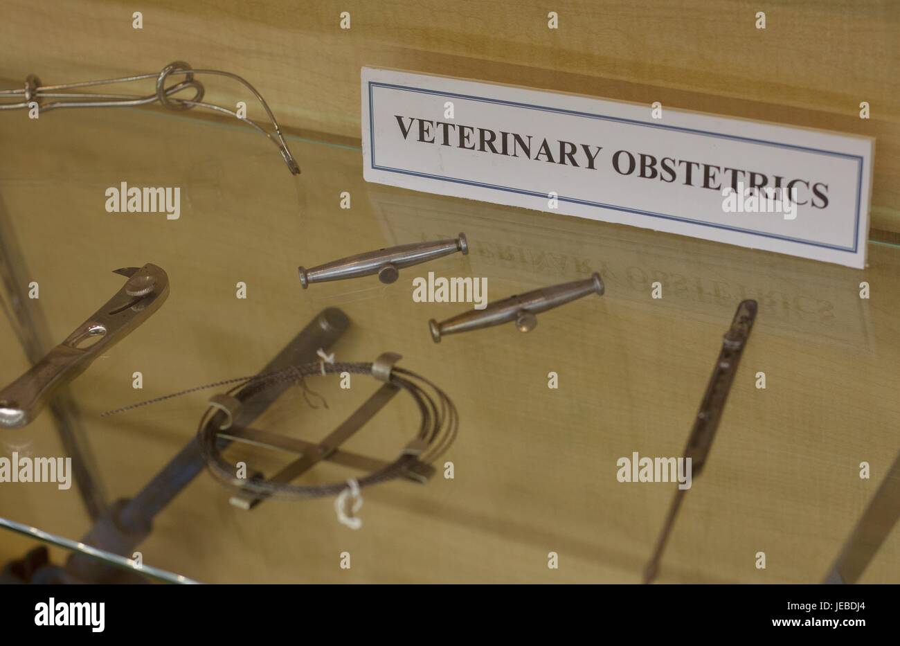 Eine Darstellung der alten tierärztlichen Geburtshilfe Instrumente auf dem Display an der Minnesota Veterinary Historical Museum. Stockfoto