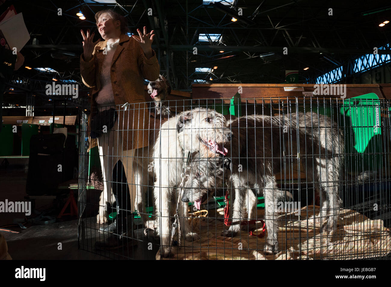 NEC, BIRMINGHAM, ENGLAND, UK. 9. MÄRZ 2017. Im Bild: Am frühen Morgen Sonne Überschwemmungen Licht in der NEC und diese zwei Irish Wolfhounds. / Erstmals statt Stockfoto