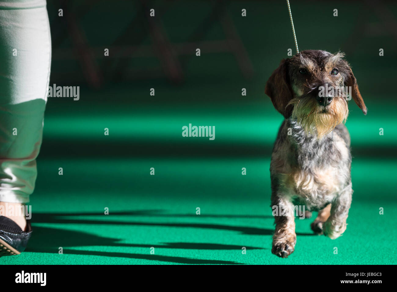 NEC, BIRMINGHAM, ENGLAND, UK. 9. MÄRZ 2017. Im Bild: / 1891 zum ersten Mal statt, Crufts wird gesagt, die größte Messe ihrer Art in der Welt, die ann Stockfoto