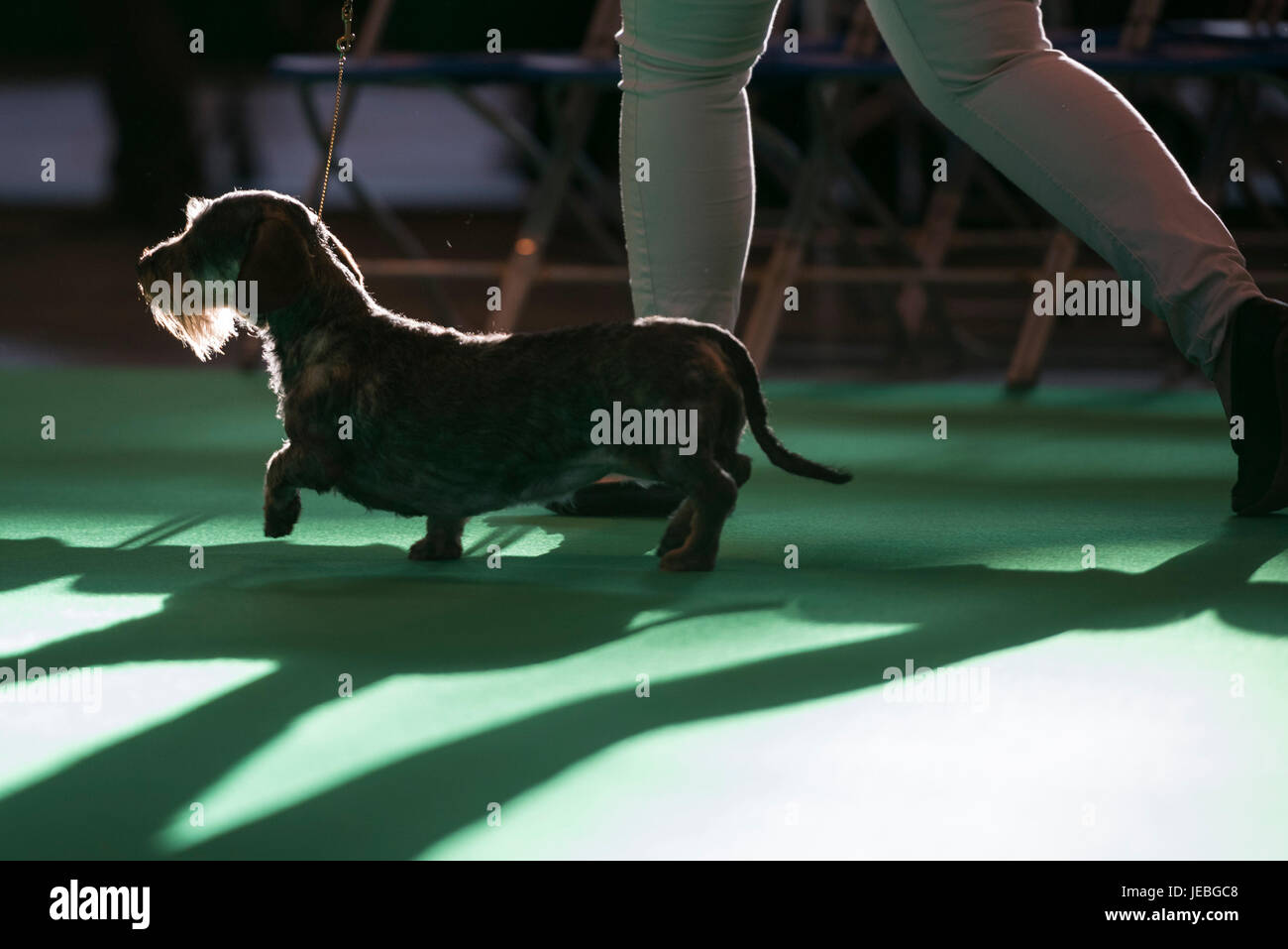 NEC, BIRMINGHAM, ENGLAND, UK. 9. MÄRZ 2017. Im Bild: / 1891 zum ersten Mal statt, Crufts wird gesagt, die größte Messe ihrer Art in der Welt, die ann Stockfoto