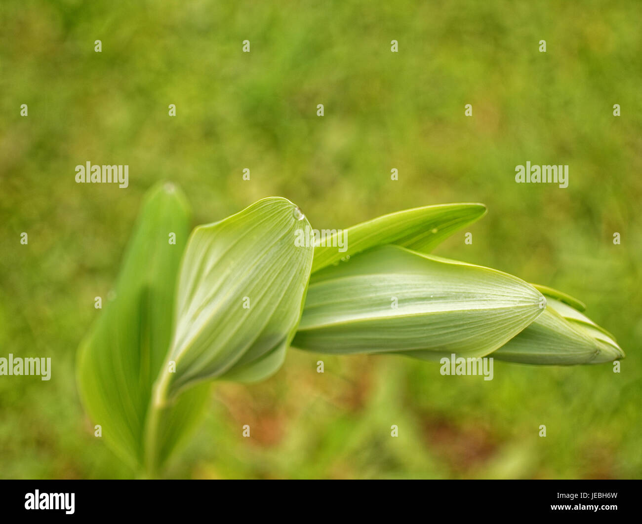 grüne Lily Of The Valley im Frühlingsgarten, Russland Stockfoto