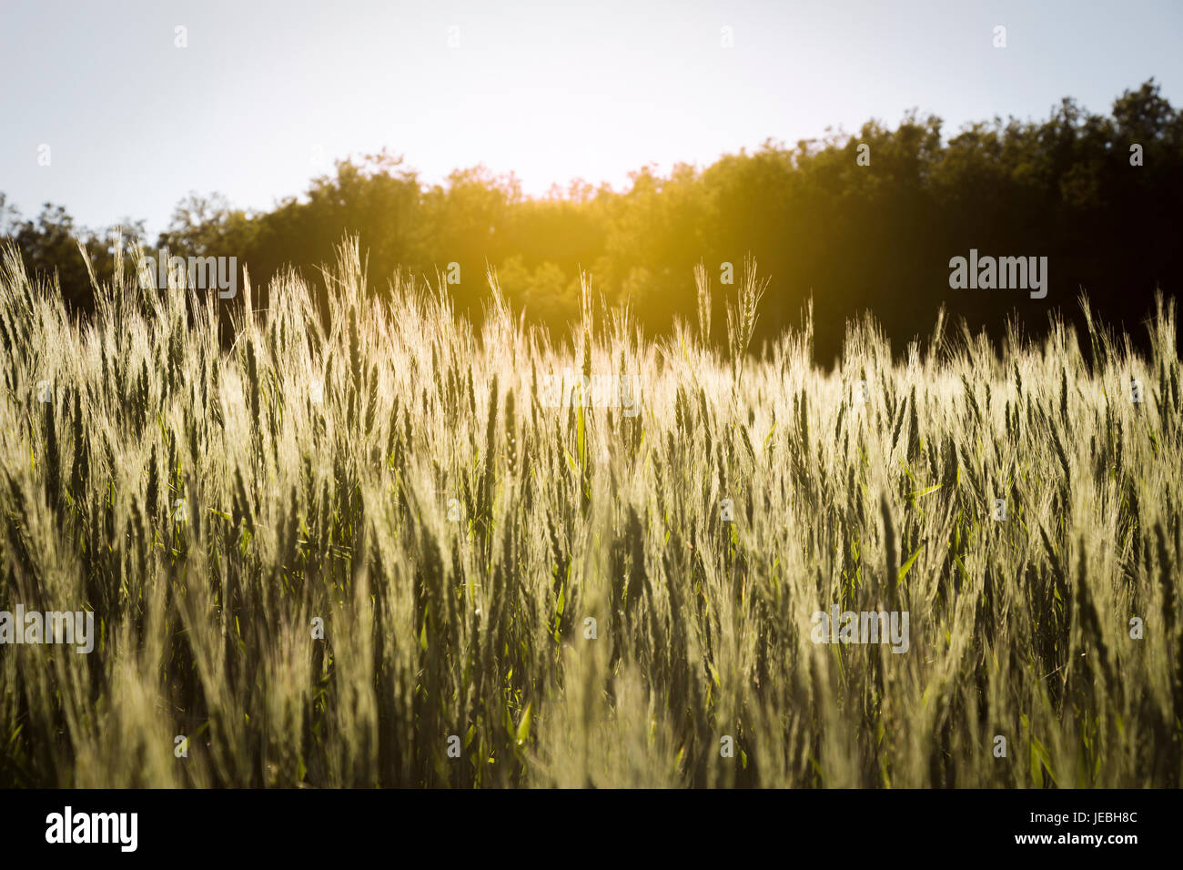Schöne Landschaft Feld der jungen Weizen an einem klaren Sommertag Stockfoto