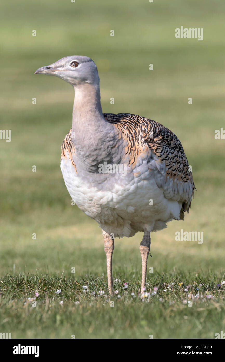 Großtrappe Stockfoto