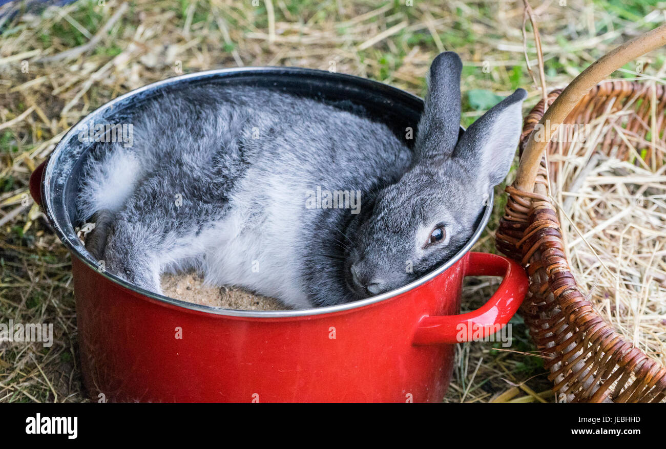 Ein grauen Kaninchen in einem roten Topf Stockfoto
