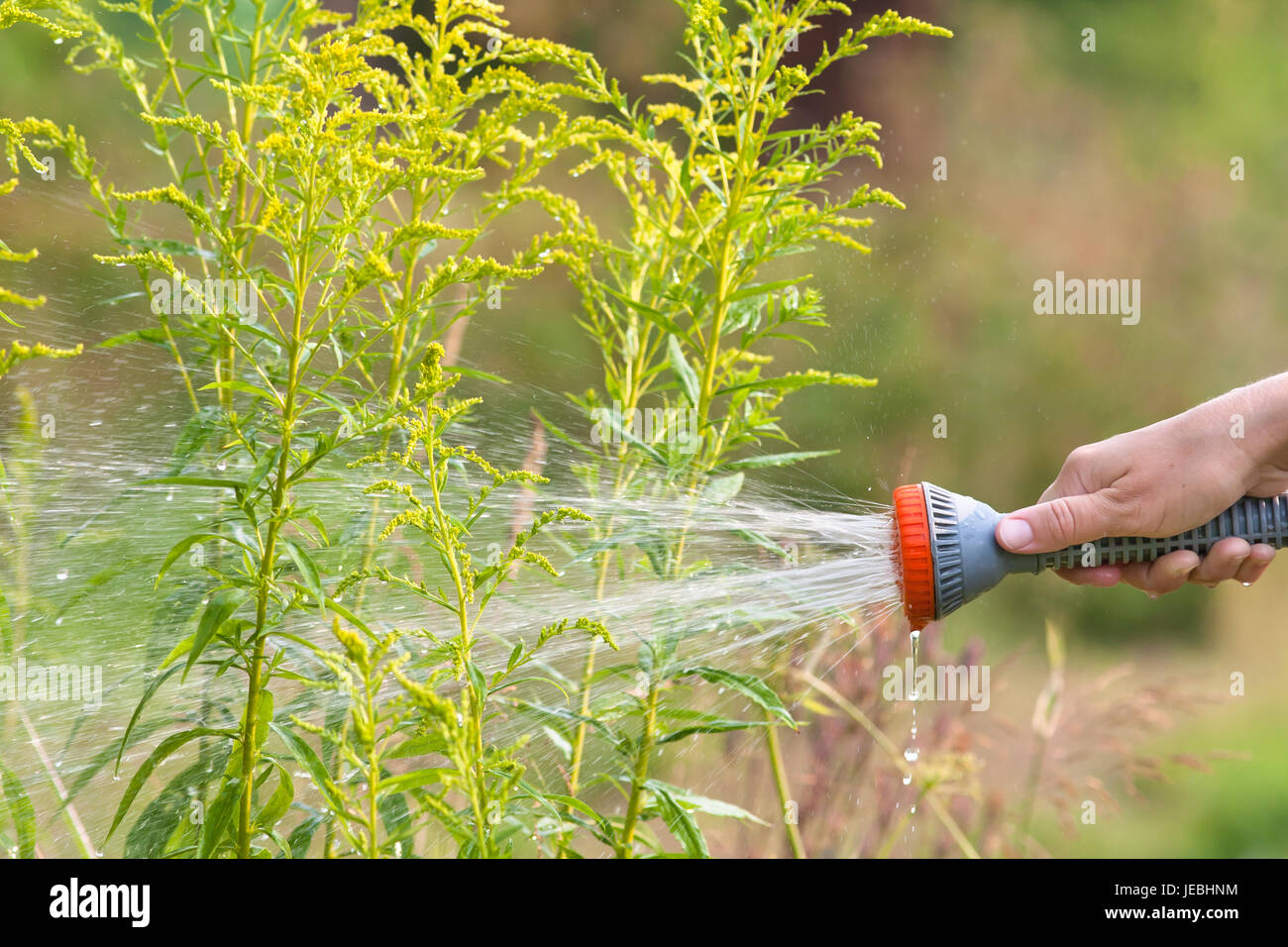 Hand des Gärtners Bewässerung Blumenbeet mit Gartenschlauch Stockfoto