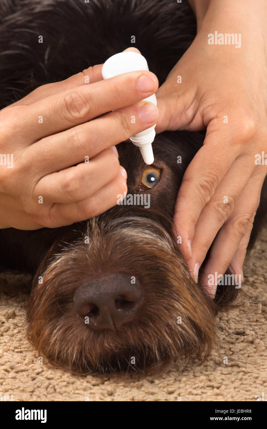 Hände von Frau tropft in die Augen des Hundes Stockfoto