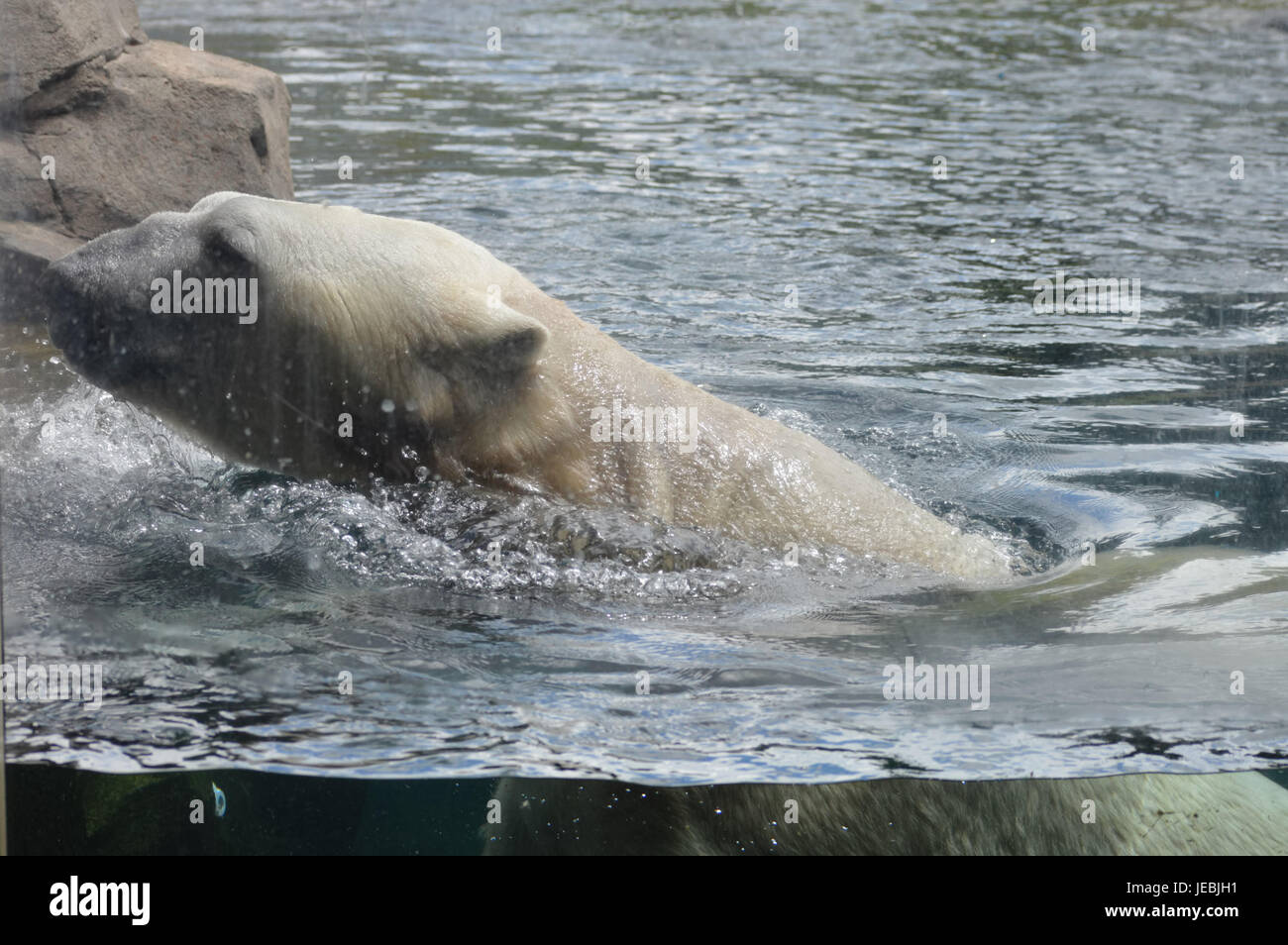 Eisbären schwimmen im Wasser Stockfoto
