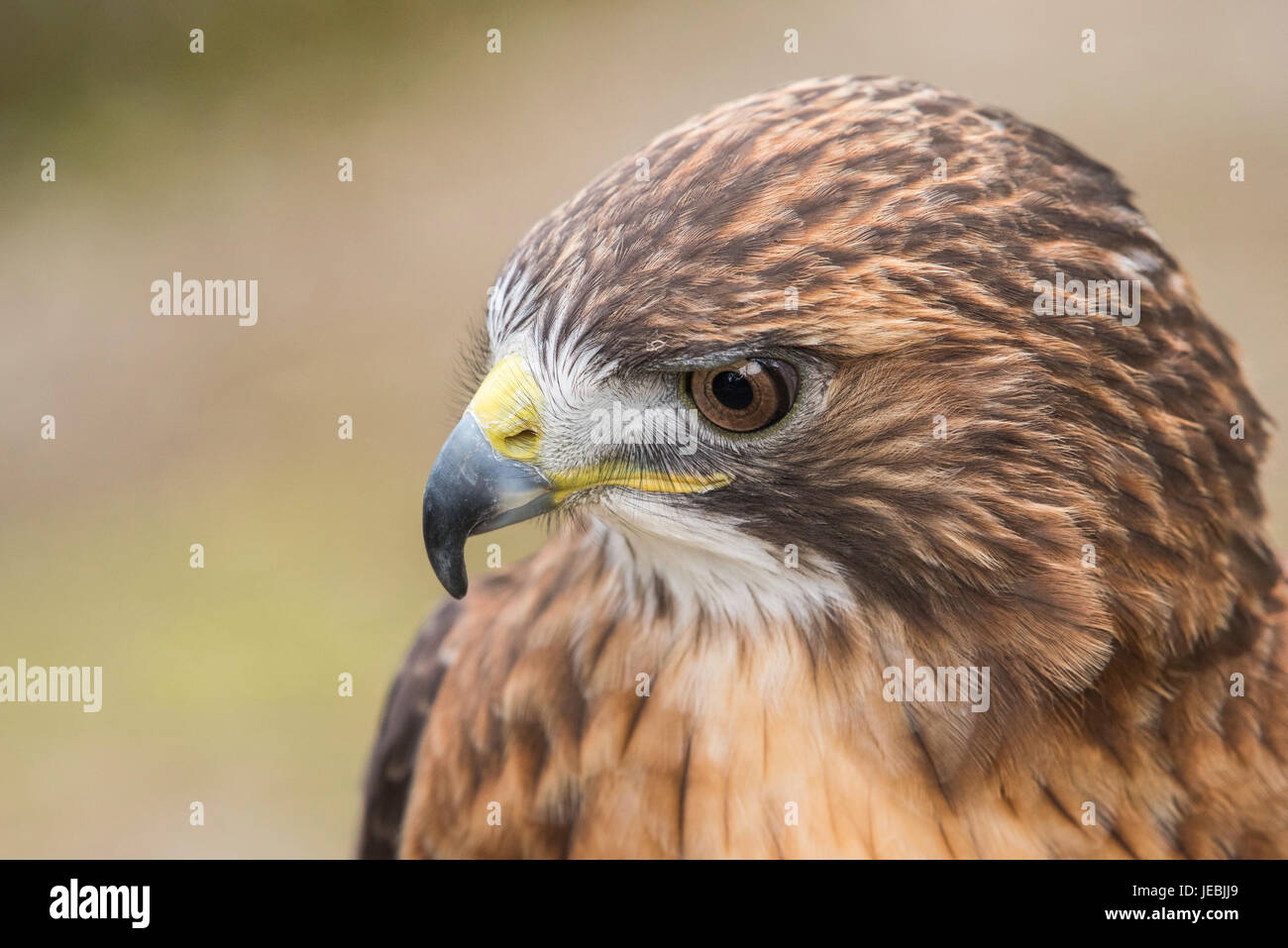 Red Tailed Hawk Stockfoto