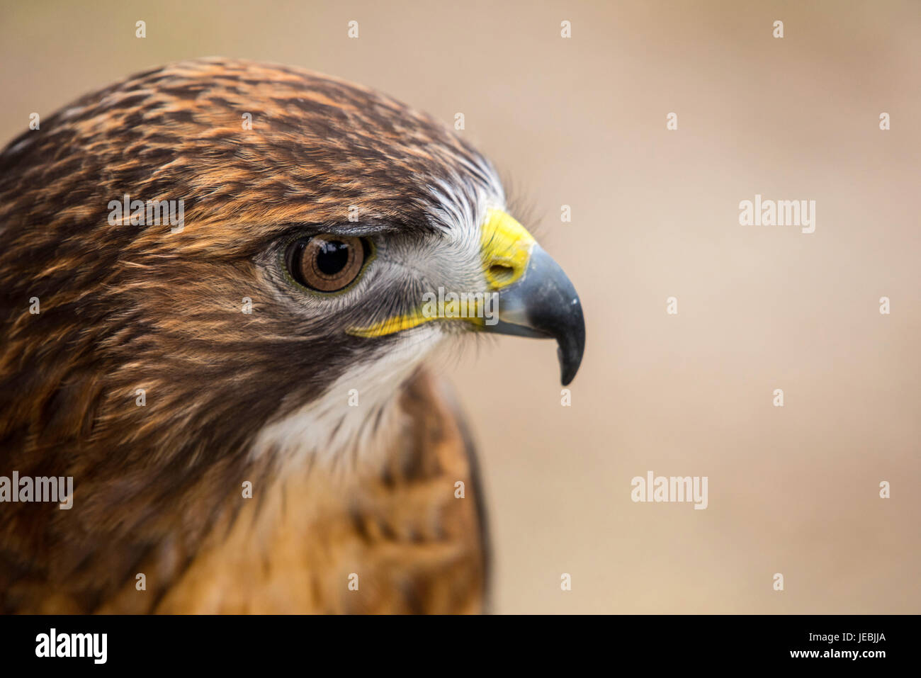 Red Tailed Hawk Stockfoto