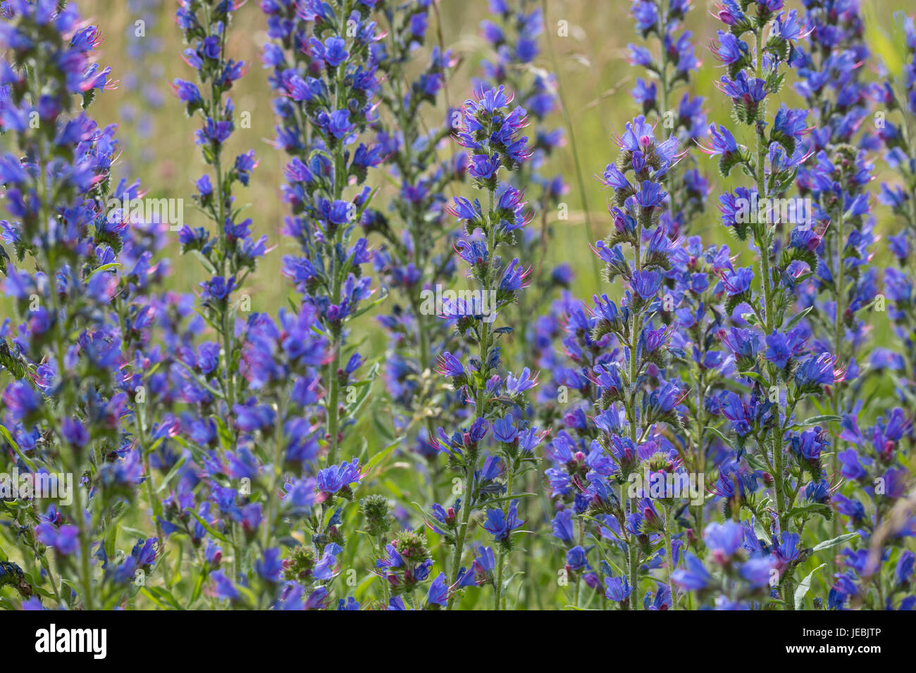 Gewöhnlicher Natternkopf, Natternkopf, Natternzunge, Echium Vulgare, Viper´s Bugloss, Vipérine Stockfoto