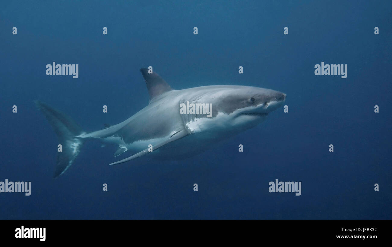 Great White Shark Cage Diving in Neptune Islands, Südaustralien Stockfoto