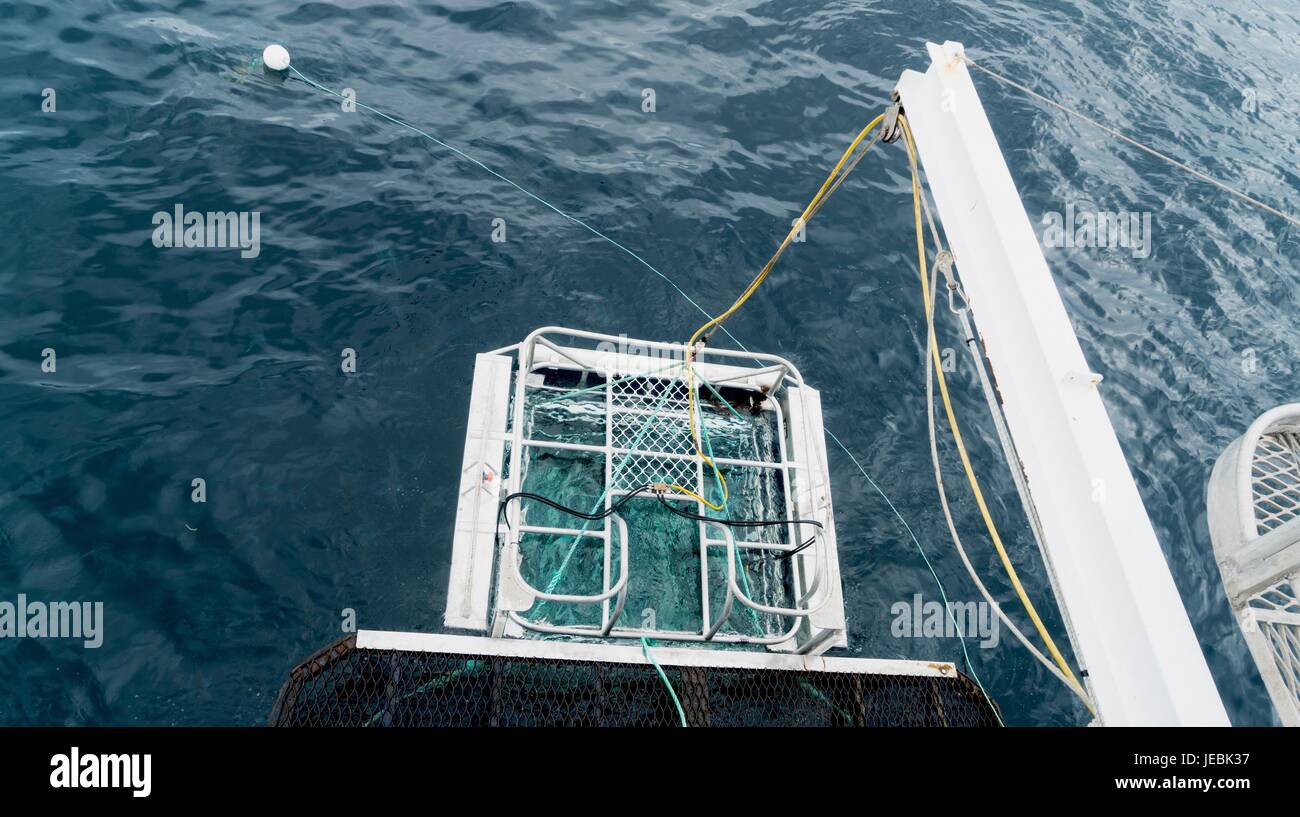 Great White Shark Cage Diving in Neptune Islands, Südaustralien Stockfoto