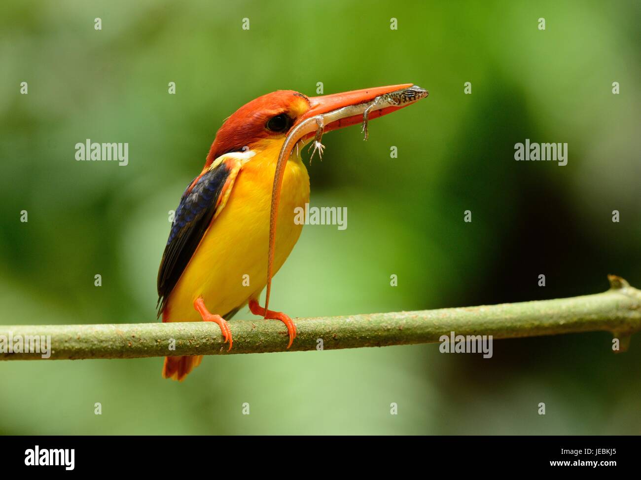 schöne männliche Black-backed Kingfisher (KEYx Erithacus) auf Ast im Kaeng Krachan National Park, Thailand Stockfoto