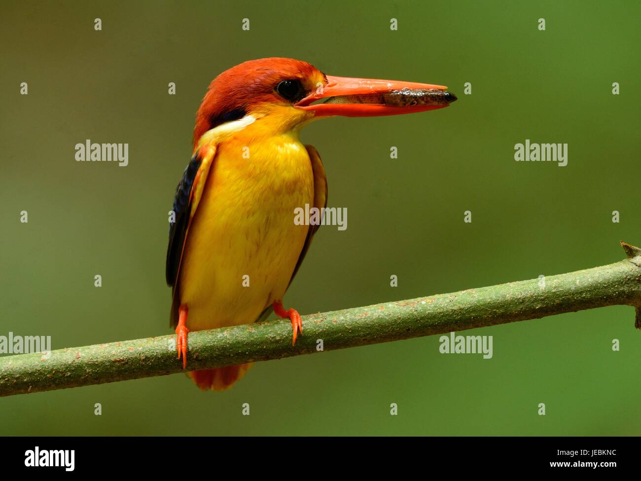 schöne männliche Black-backed Kingfisher (KEYx Erithacus) auf Ast im Kaeng Krachan National Park, Thailand Stockfoto