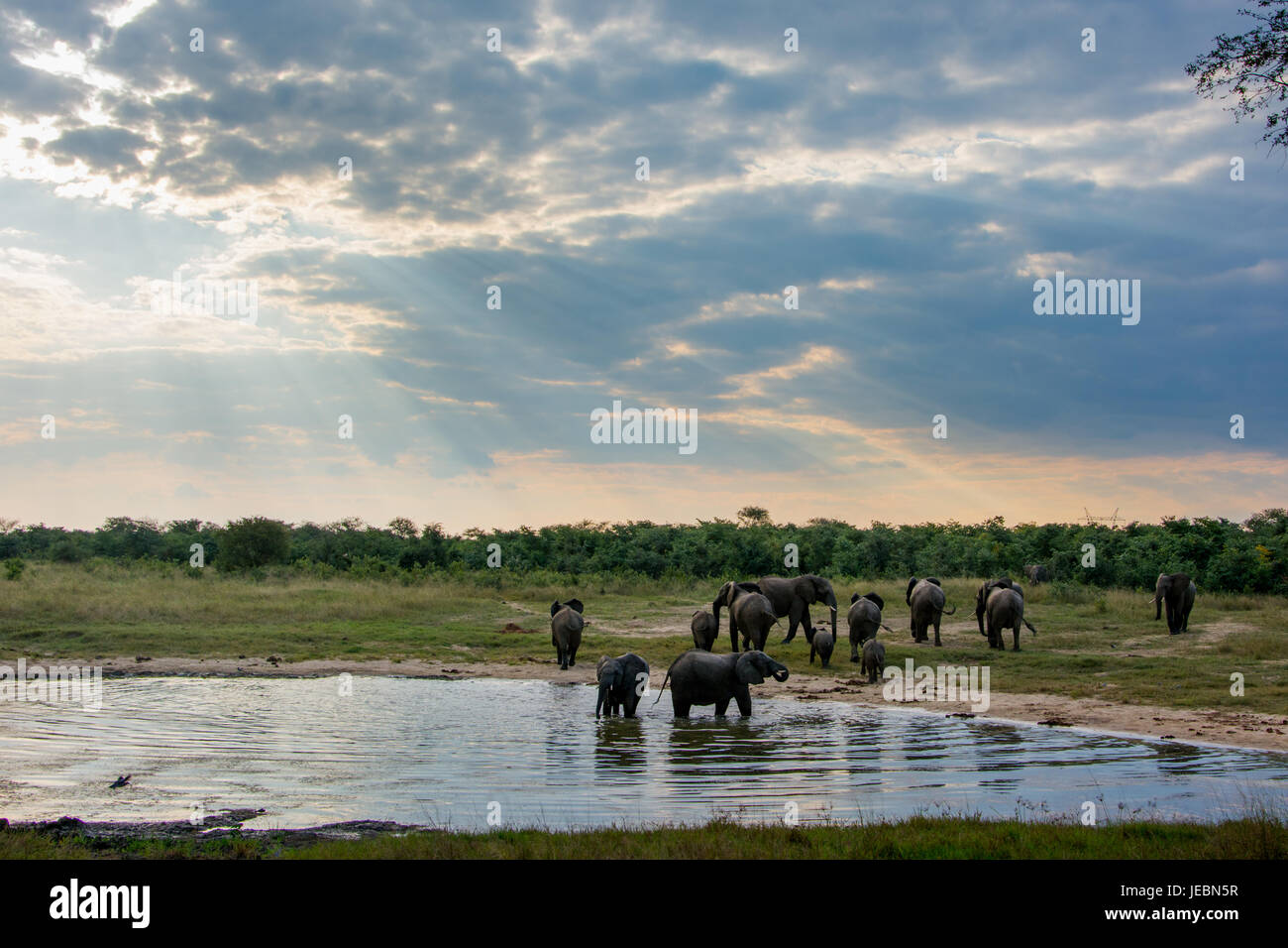 Elefanten an einem Wasserloch in der Abenddämmerung in Hwange-Nationalpark, Simbabwe Stockfoto