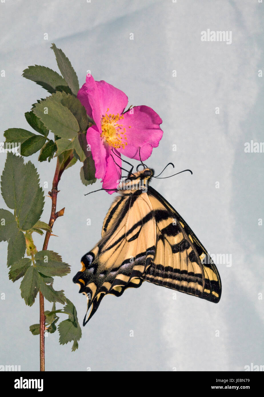 Ein Western Tiger Schwalbenschwanz Schmetterling, Papilio Rutulus, auf einer wilden Nooka Rose. Stockfoto