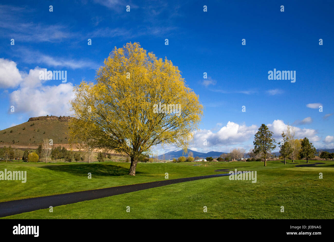 Ein Baum beginnt im Frühjahr auf einem Golfplatz in Redmond, Oregon, Knospe. Stockfoto