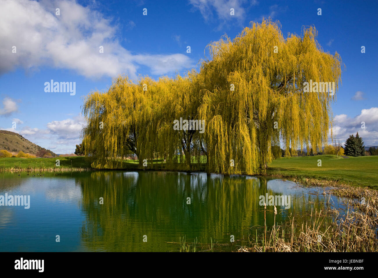 Eine große Trauerweide Baum auf einer Rasenfläche auf einen frühen Frühling. Stockfoto