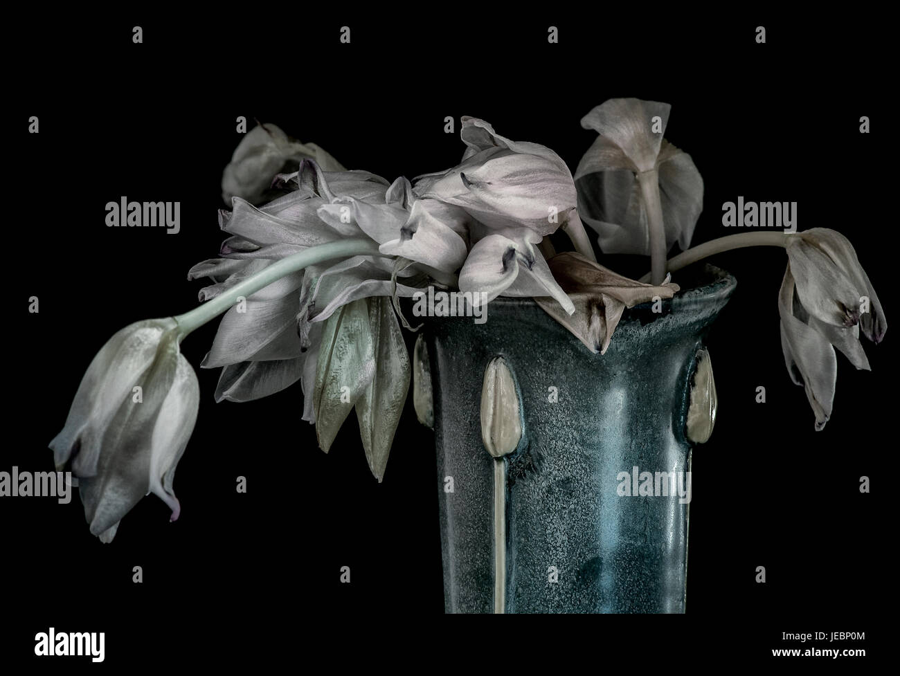 Verwelkte Tulpen in Vase - Stillleben mit schwarzem Hintergrund Stockfoto