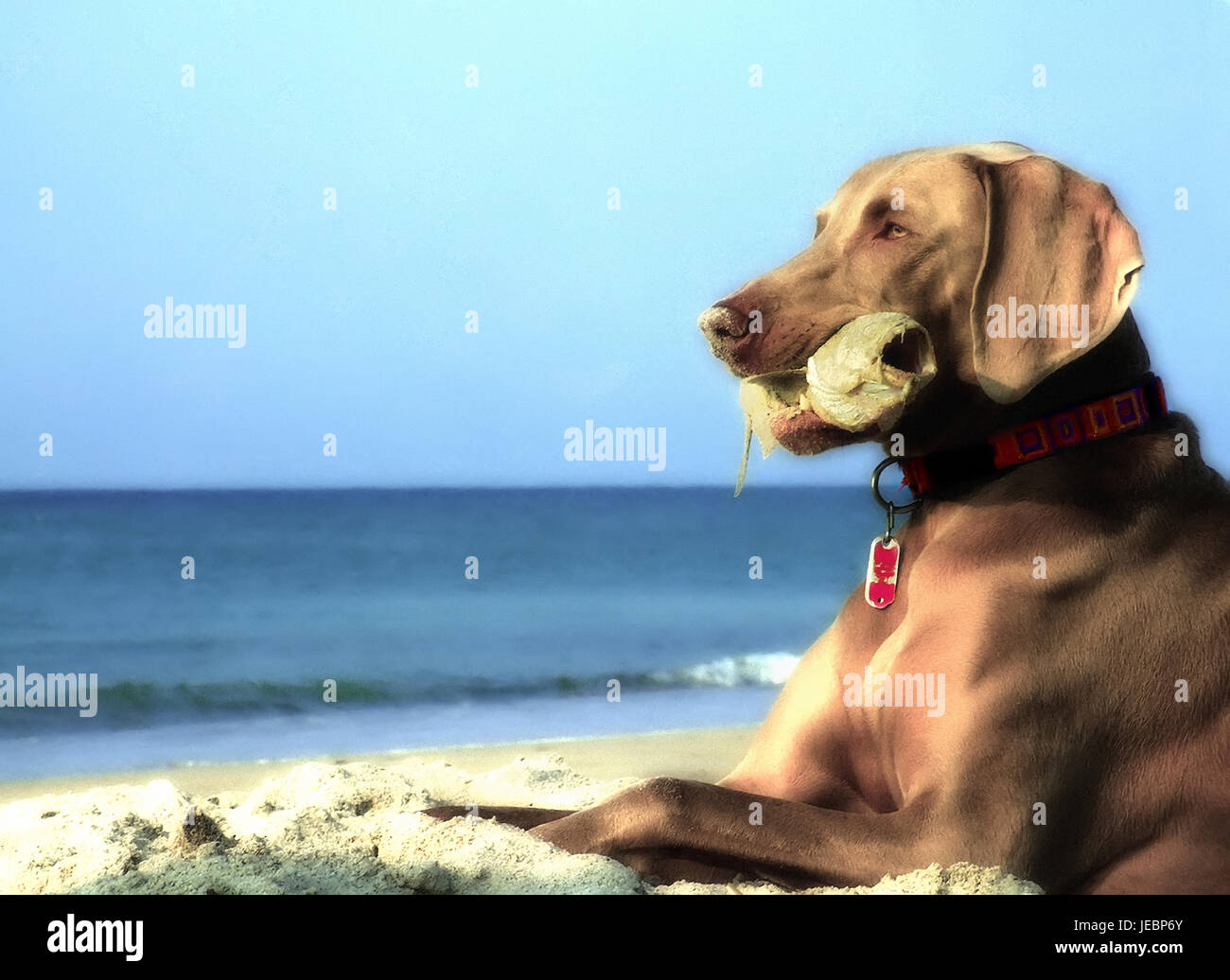 Weimaraner Hund am Strand mit Fisch im Mund Stockfoto