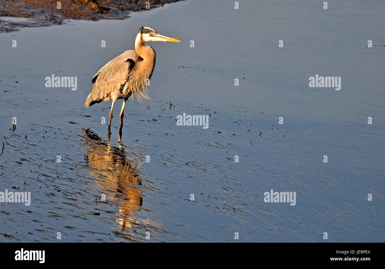 Silberreiher Stockfoto