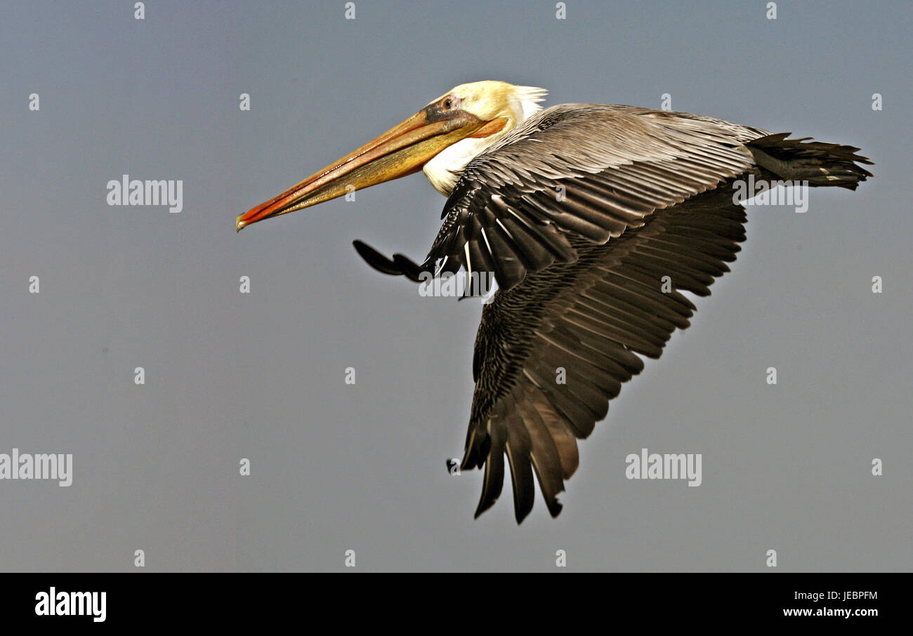 Fliegenden Pelikan Stockfoto