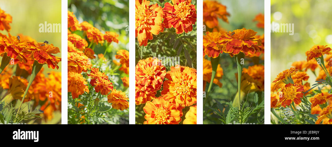 Panorama Set von Ringelblume Blüten Banner für Flora Natur Hintergrund Stockfoto