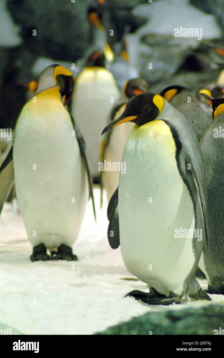 Imperial Pinguine, Aptenodytes Forsteri, Stockfoto