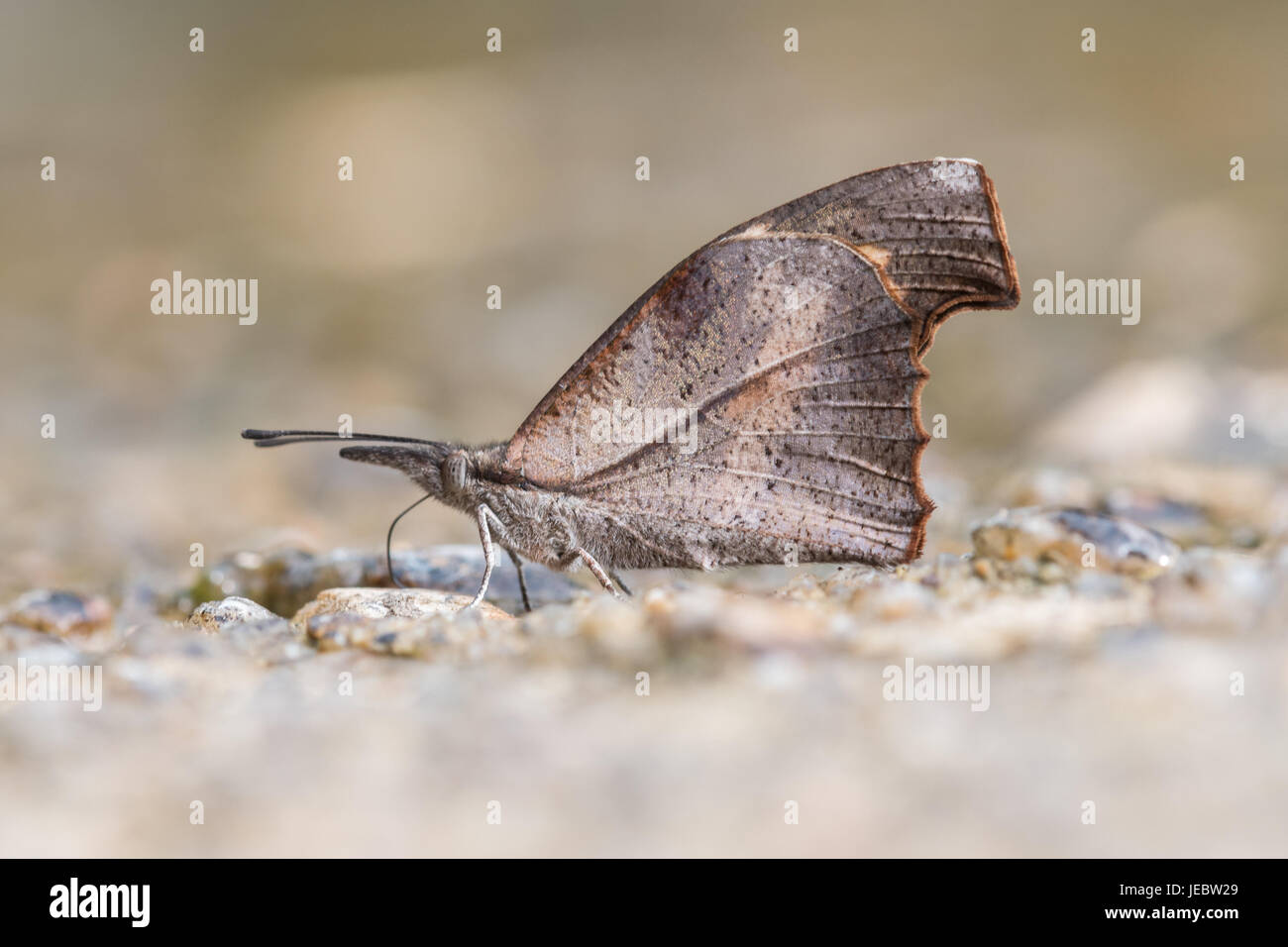 Der Club Schnabel (Libythea Myrrha) ist ein Schmetterling gefunden in Asien, die die Libytheinae Gruppe der Bürste leichtfüßig Schmetterlinge-Familie gehört. Chaloem Phr Stockfoto