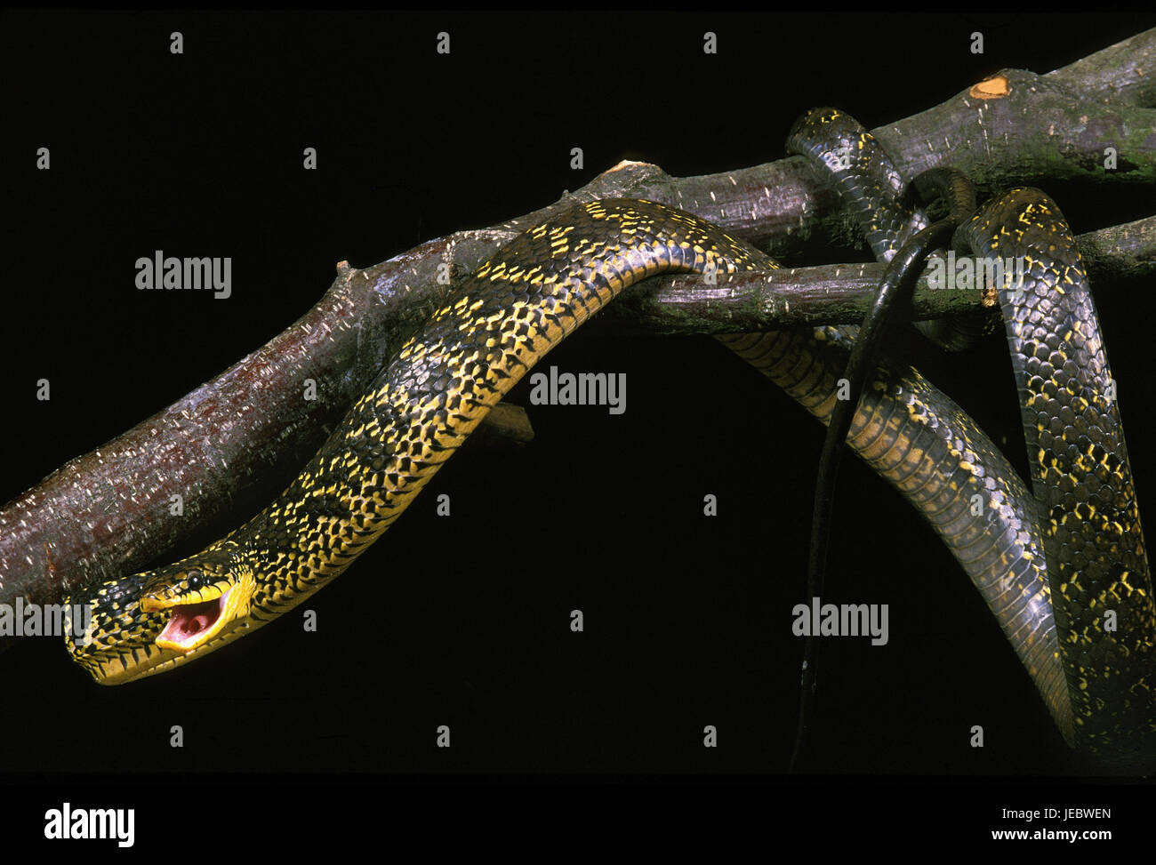 Geflügel-Esser-Warteschlange auf einem Baumstamm, Spilotes Pullatus, Stockfoto
