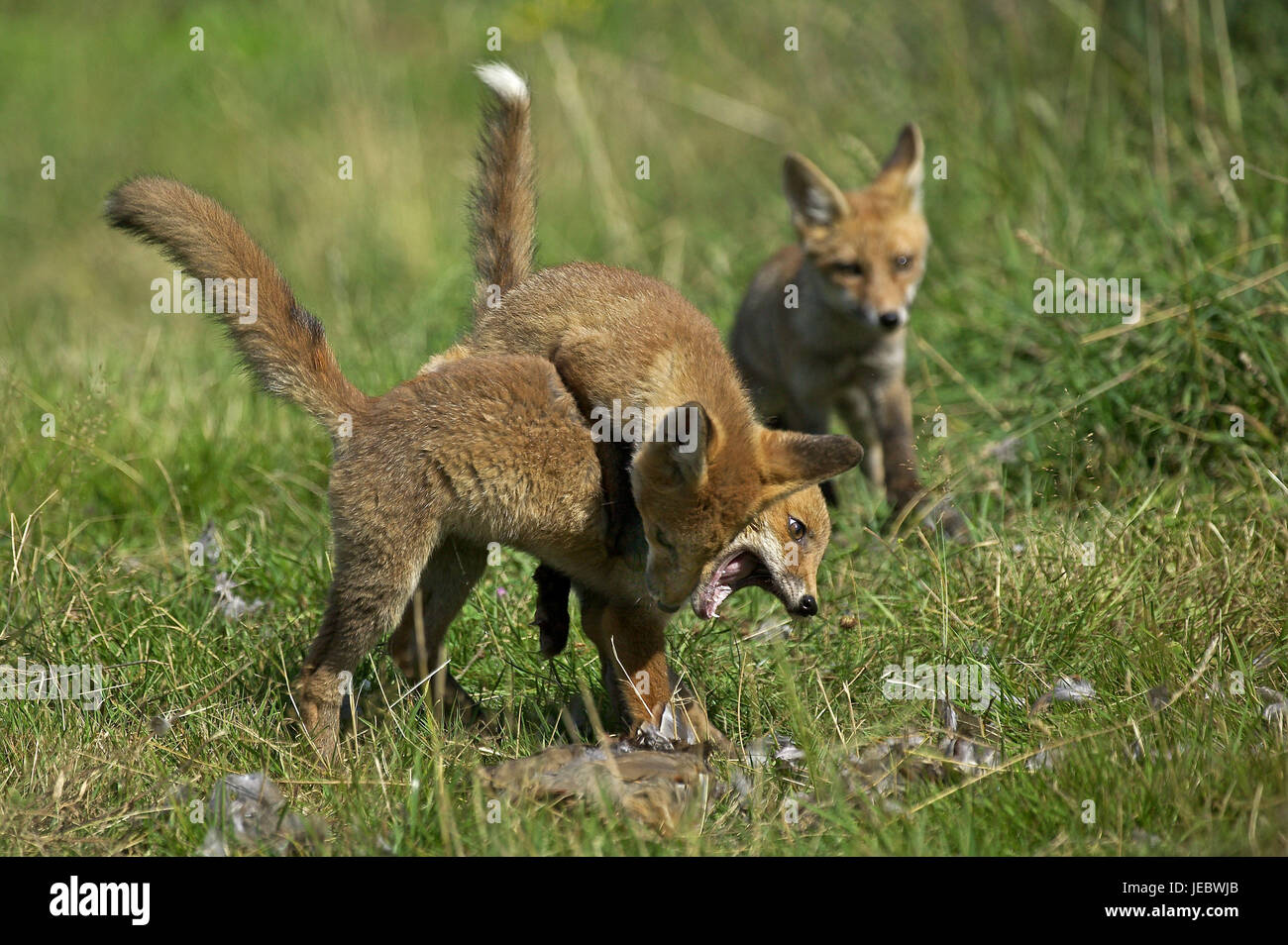 Zwei rote Füchse, Vulpes Vulpes, Jungtiere, Kampf, Stockfoto