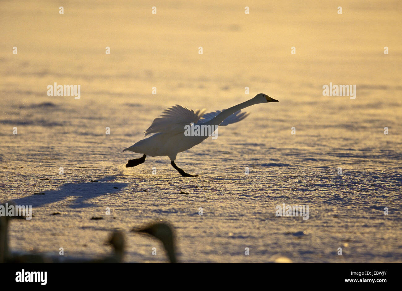 Swan Song beginnt der Flug, Cygnus Cygnus, Stockfoto