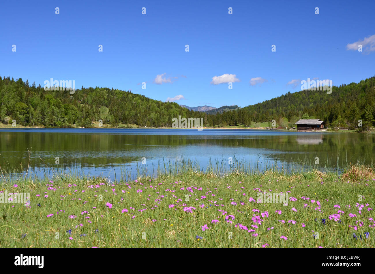 Deutschland, Bayern, Werdenfels, Isartal, Ferchensee, Ufer, Frühling, Primel, Stockfoto