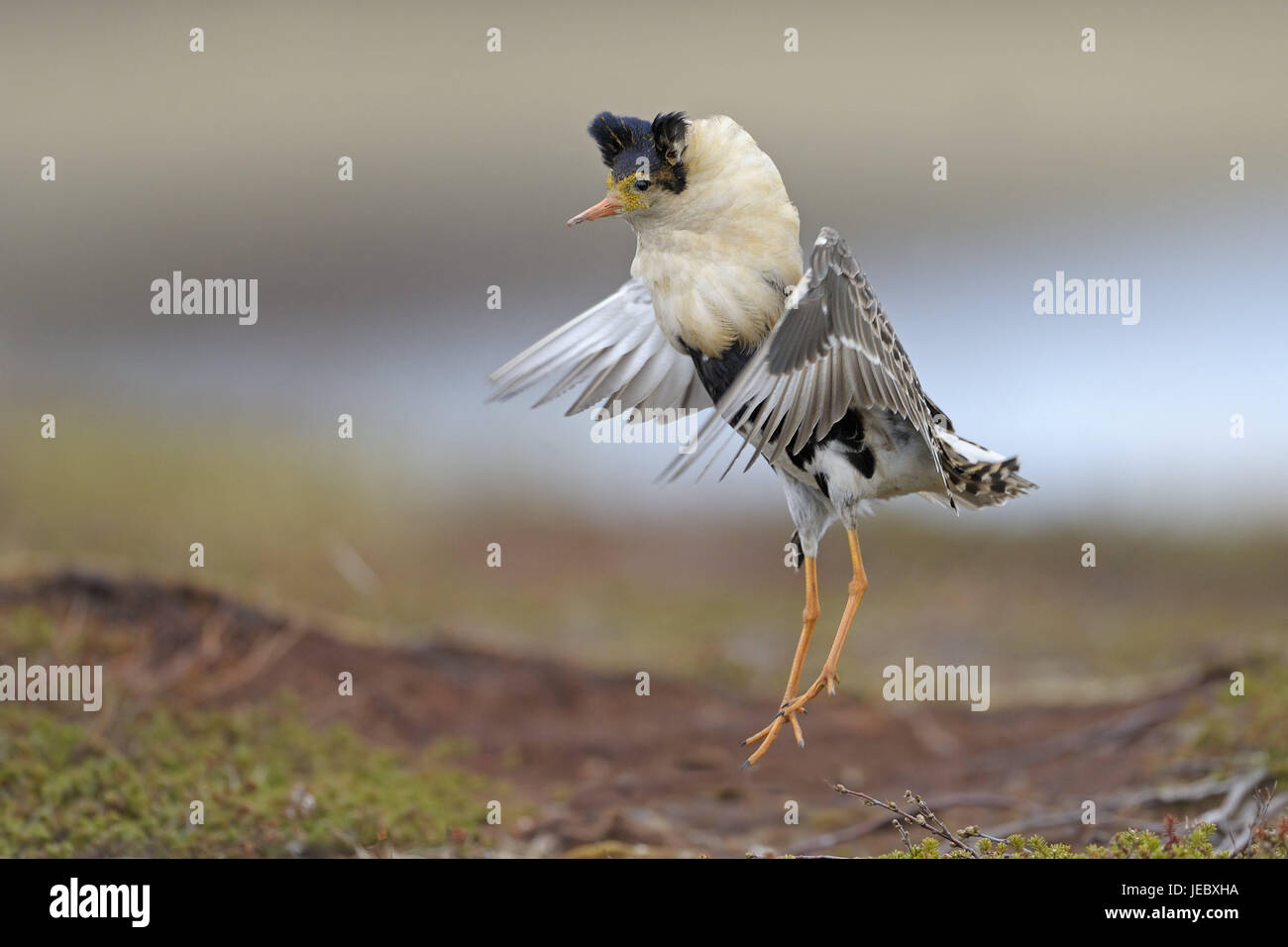 Kämpfen, Läufer, Balz Display Platz, Ansatz, Varanger-Halbinsel, Norwegen, Balz, Philomachus Pugnax, Tier, wildes Tier, Vogel, Glanz Kleid, Männlein, Limikole, Schnepfenvogel, Arena Balz Geschlechtsdimorphismus, bei Seite, Start, Fliege, Schmuck, Federn, Stockfoto