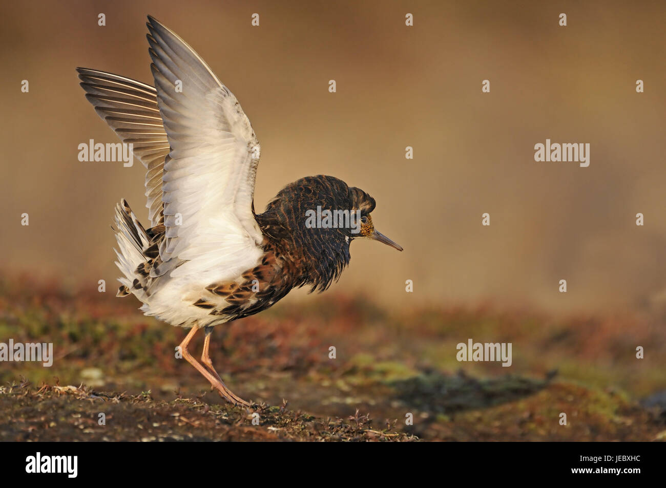 Kämpfen, Läufer, Ansatz, Balz Display Platz, Varanger-Halbinsel, Norwegen, Balz, Tier, wildes Tier, Vogel, Glanz Kleid, Männlein, Limikole, Schnepfenvogel, Arena Balz, mittlere Nahaufnahme, Geschlechtsdimorphismus, Schmuck Federn, fliegen, Start, an der Seite Stockfoto