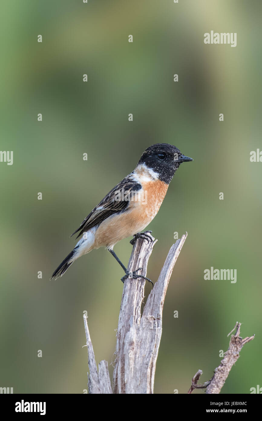 Die Sibirische Schwarzkehlchen oder asiatischen Schwarzkehlchen (Saxicola Maurus) ist ein vor kurzem validierten Arten der alten Welt Fliegenfänger Familie (Muscicapidae). Stockfoto