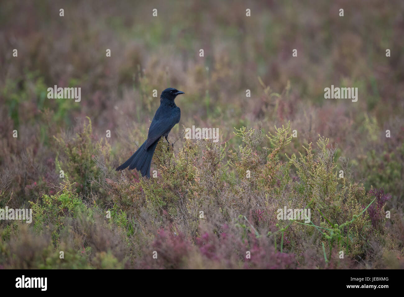 Schwarzer Drongo (Dicrurus Macrocercus) ist ein kleiner asiatischer passerine Vogel der Adelsfamilie Drongo Dicruridae. Stockfoto