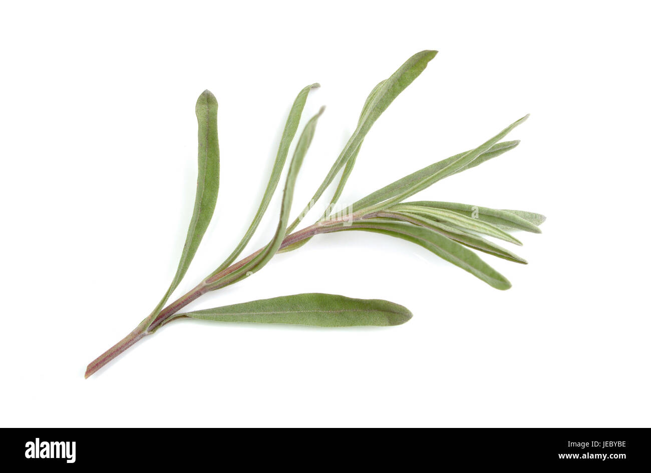 Lavendel Gabel Stockfoto