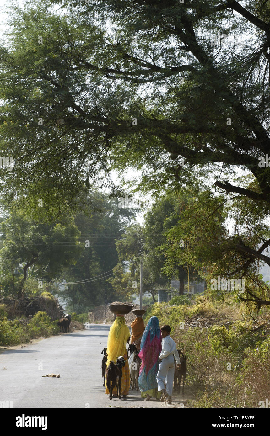 Indien, Rajasthan, Frauen mit Ziegen auf der Straße auf dem Weg, Stockfoto
