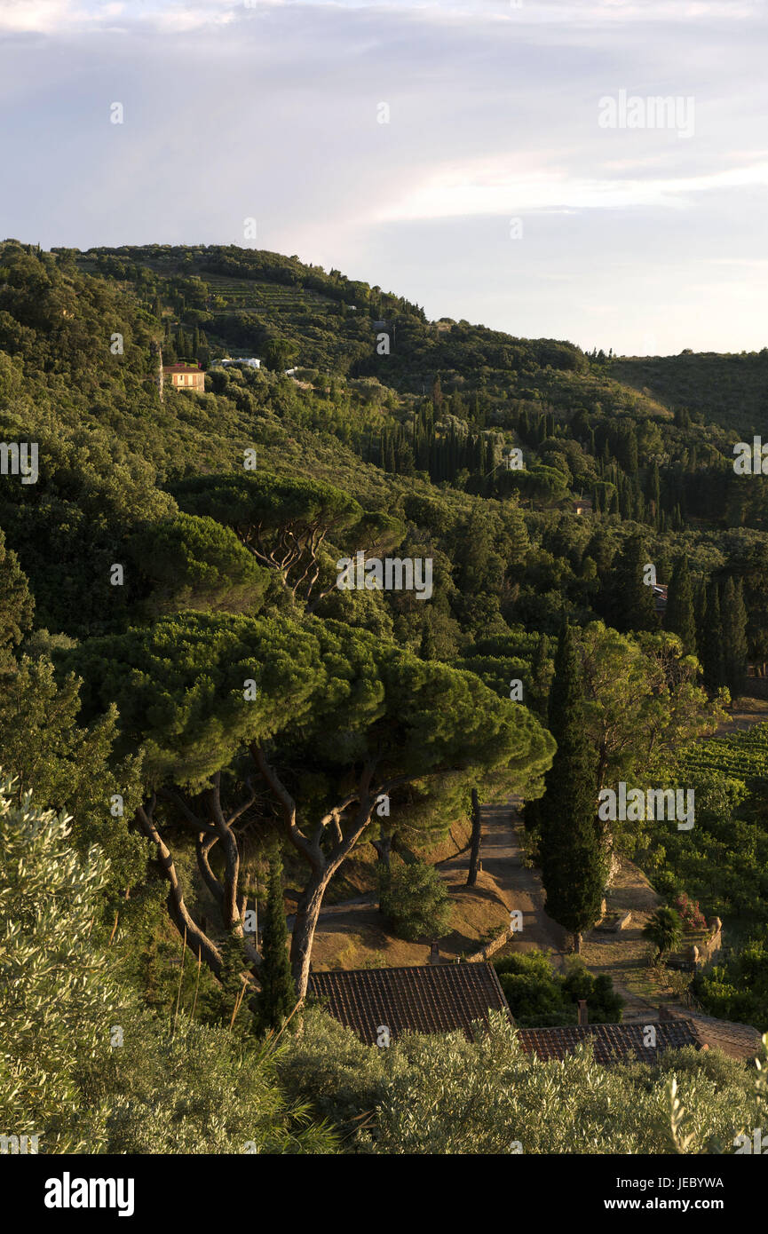 Italien, Toskana, La Maremma, Monte Argentario, Vorgebirge mit Holz, Stockfoto