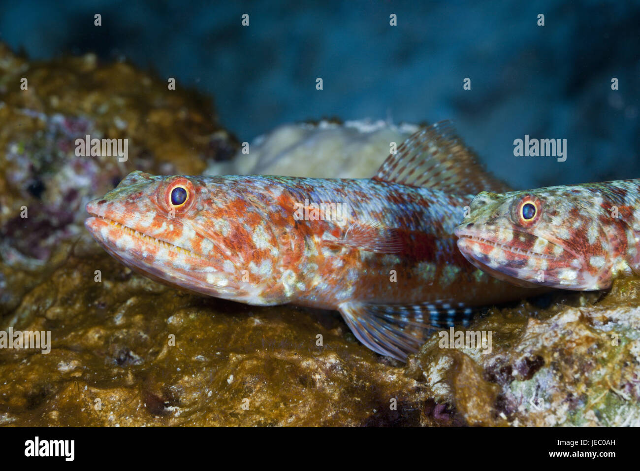 Riff Eidechsenfisch, Synodus Variegatus, Namena marine Park, Fidschi, Stockfoto