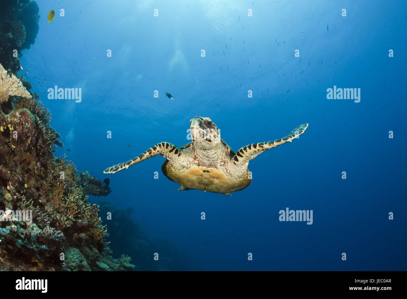 Echte Karettschildkröte, Eretmochelys Imbricata, Namena marine Park, Fidschi, Stockfoto