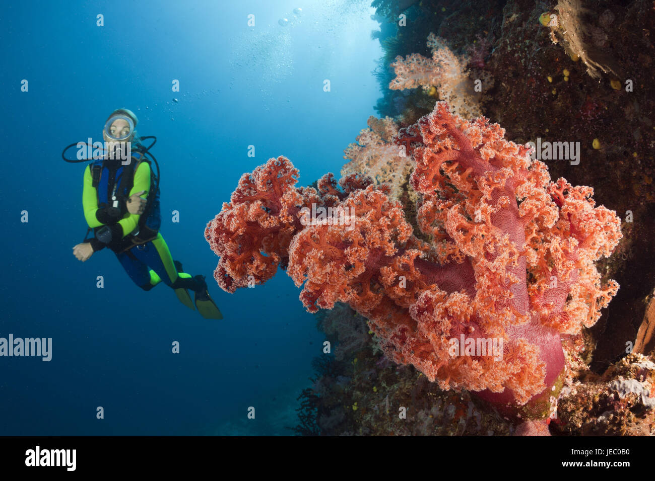 Taucher im Korallenriff, Namena Meerespark, Fidschi, Stockfoto