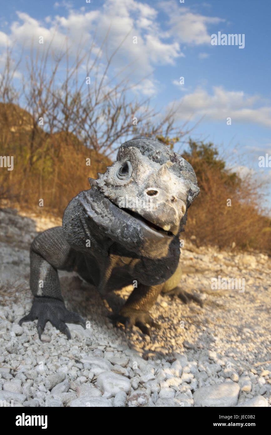 Nashornleguan Cyclura Cornuta, Nationalpark Isla Cabritos, Lago Enriquillo, der Dominikanischen Republik, Stockfoto